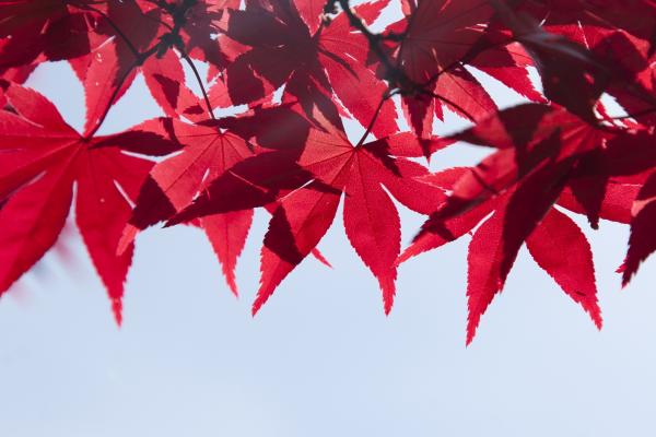 Expression de Pourpre